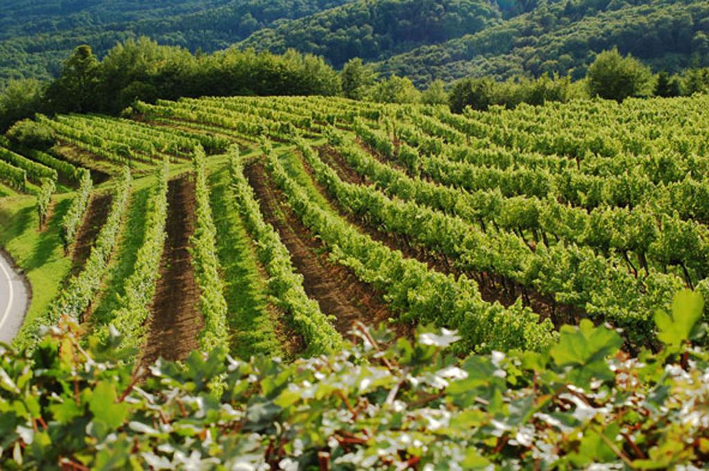 Landhaus Wachau Aggsbach Bagian luar foto